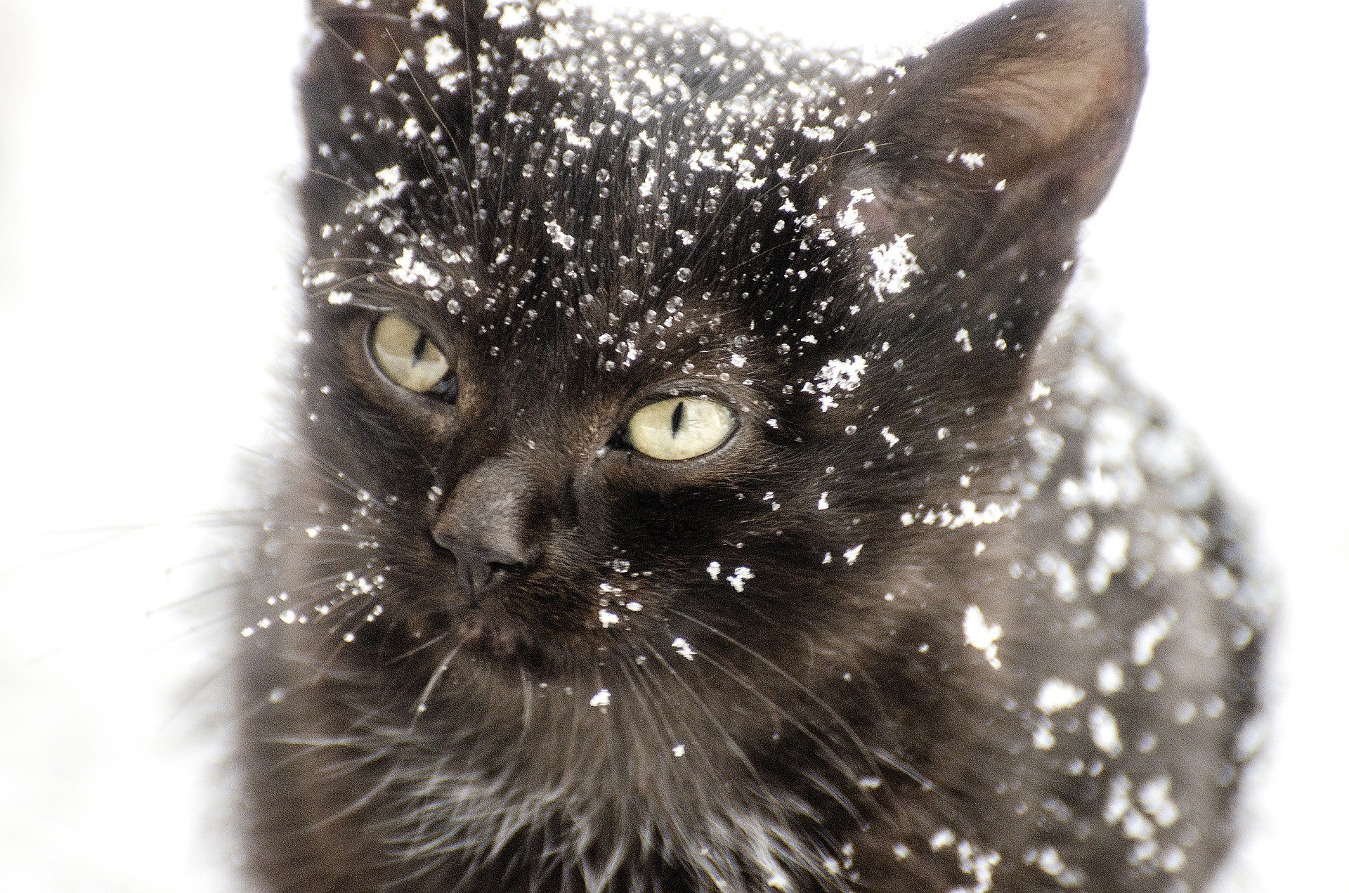 Die Katze braucht eine Webseite