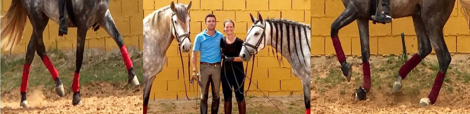 Horseteam Andalusien Dressur