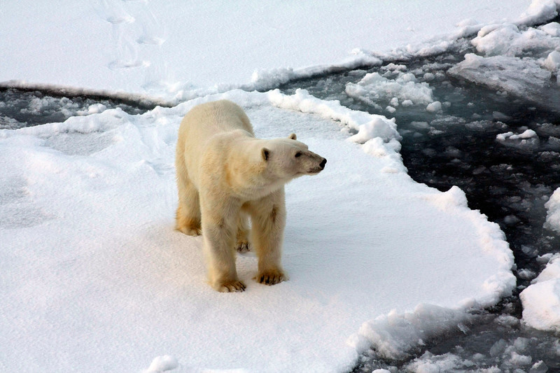 Eisbär Arktis