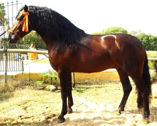 Andalusier