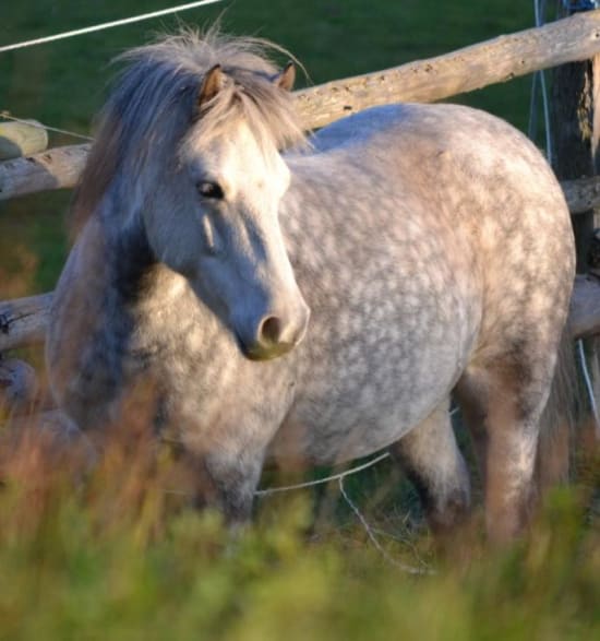 Hufrehe, Rehe, Behandlung, Hufkrankheit Pferd