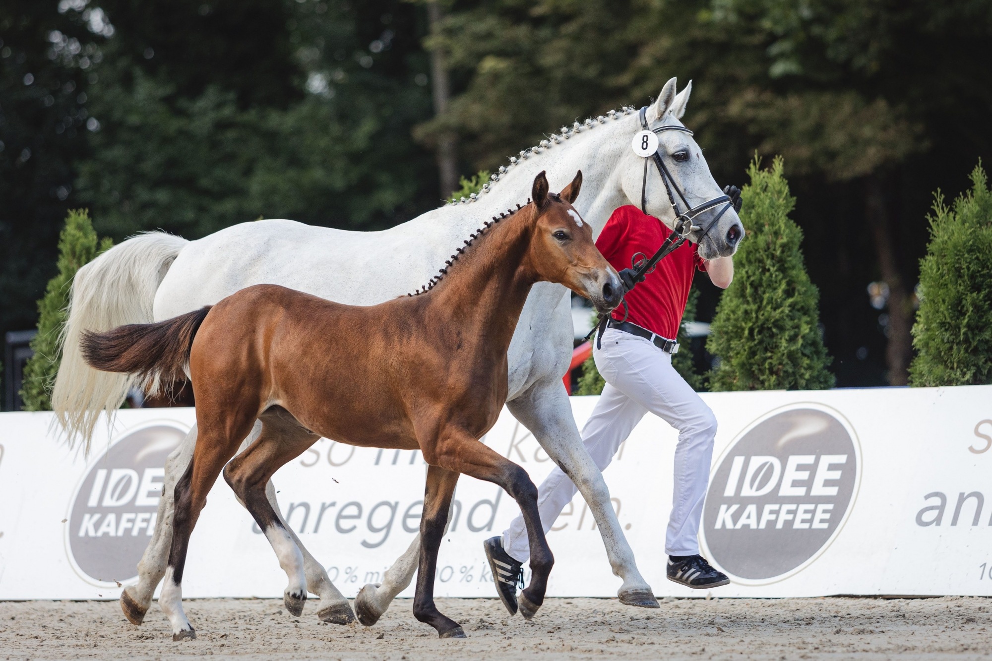 OWL Challenge, Paderborn reitturnier pferdezucht Stutenschau Fohlen